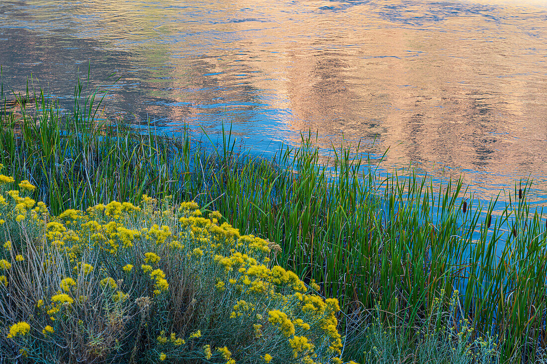 Usa, New Mexico, Abiquiu, Rio Chama, Blooming bushes and grass growing at Chama River