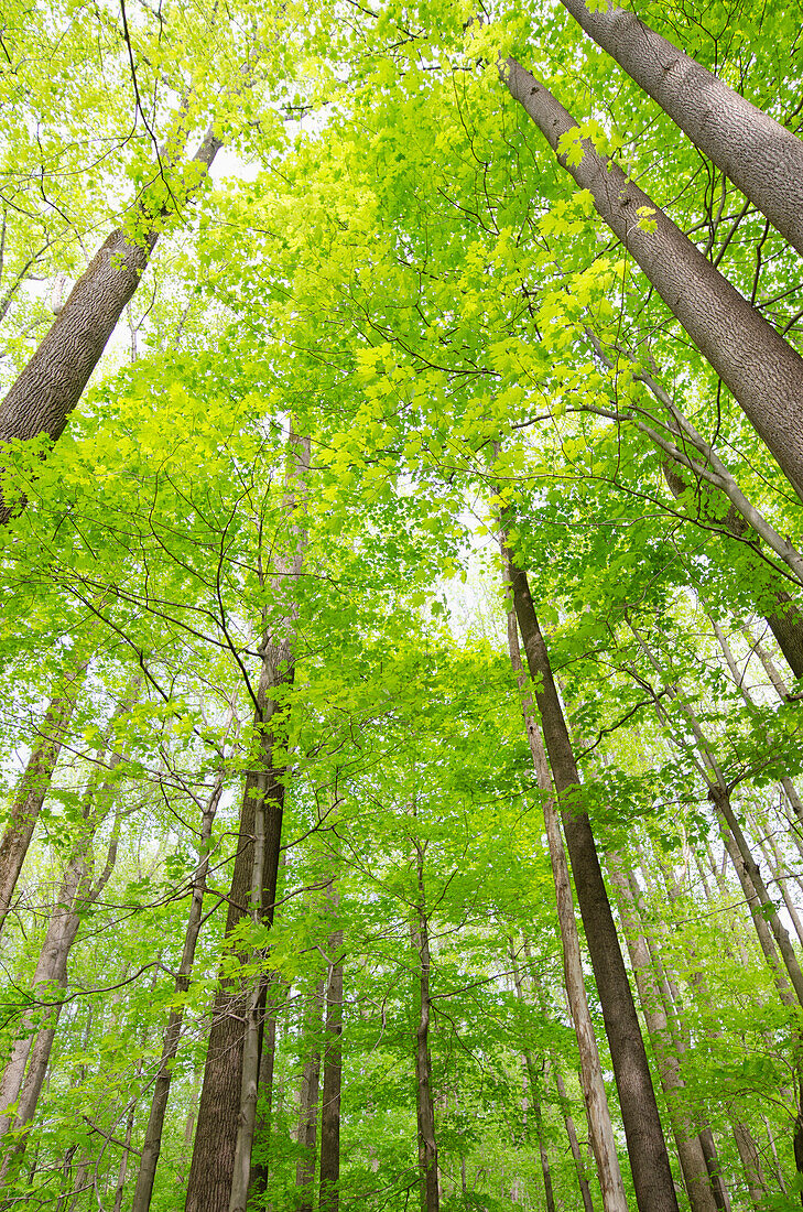 USA, New Jersey, Mendham, Niedriger Blickwinkel auf hohe Laubbäume in der Frühlingszeit