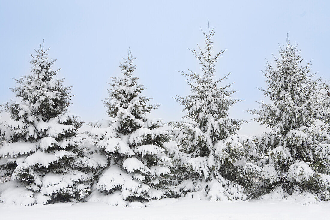 USA, New Jersey, Mendham, Norway Spruce trees covered with snow in winter