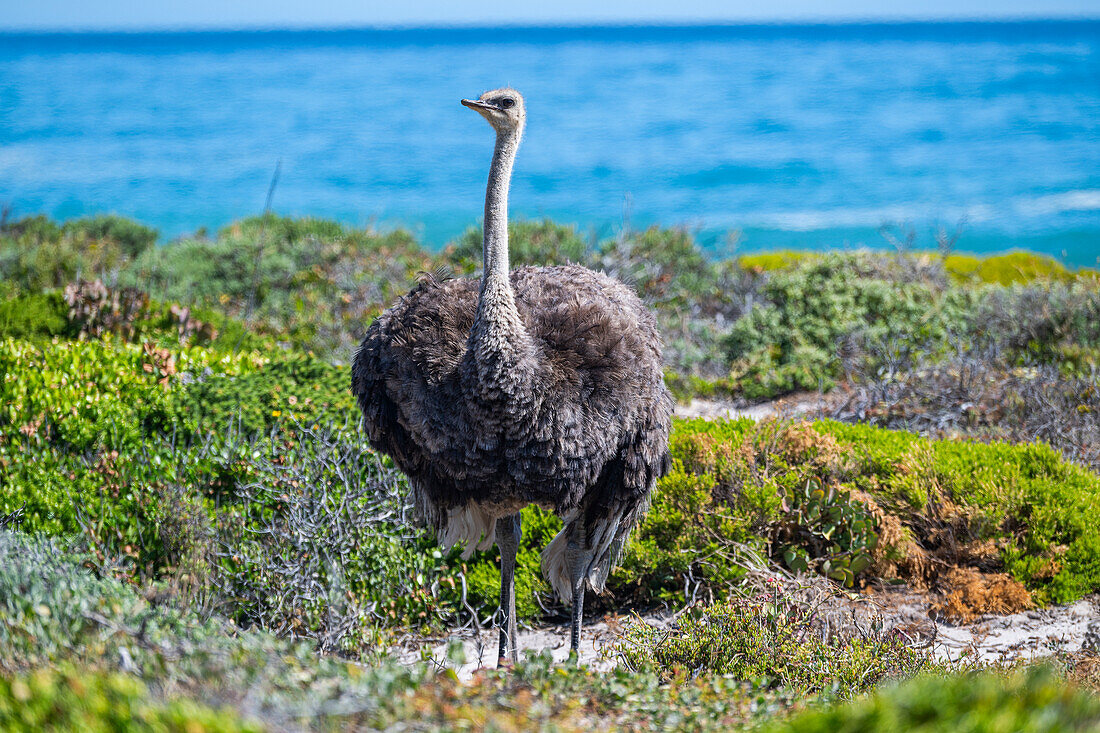 Ostrich in the Cape of Good Hope Nature Reserve, Cape Town, Cape Peninsula, South Africa, Africa