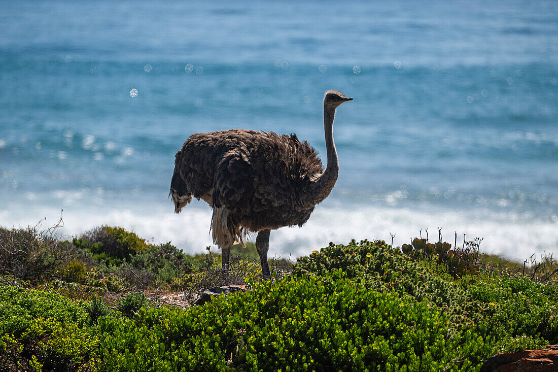 Ostrich in the Cape of Good Hope Nature Reserve, Cape Town, Cape Peninsula, South Africa, Africa