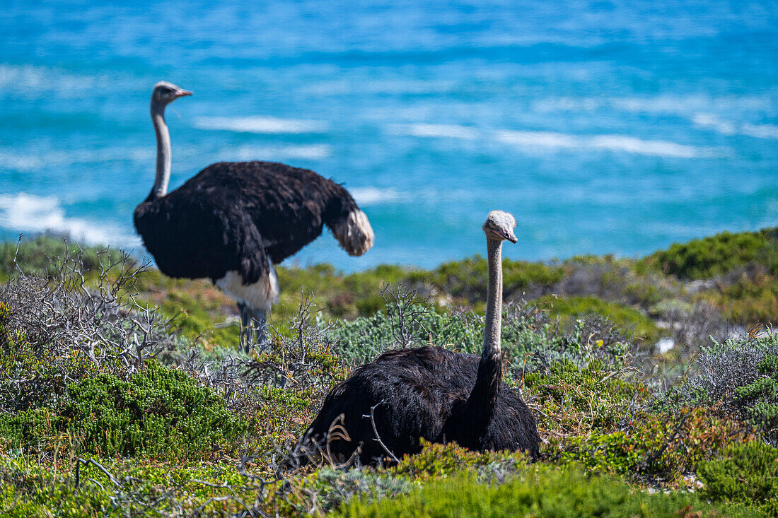 Ostrich in the Cape of Good Hope Nature Reserve, Cape Town, Cape Peninsula, South Africa, Africa