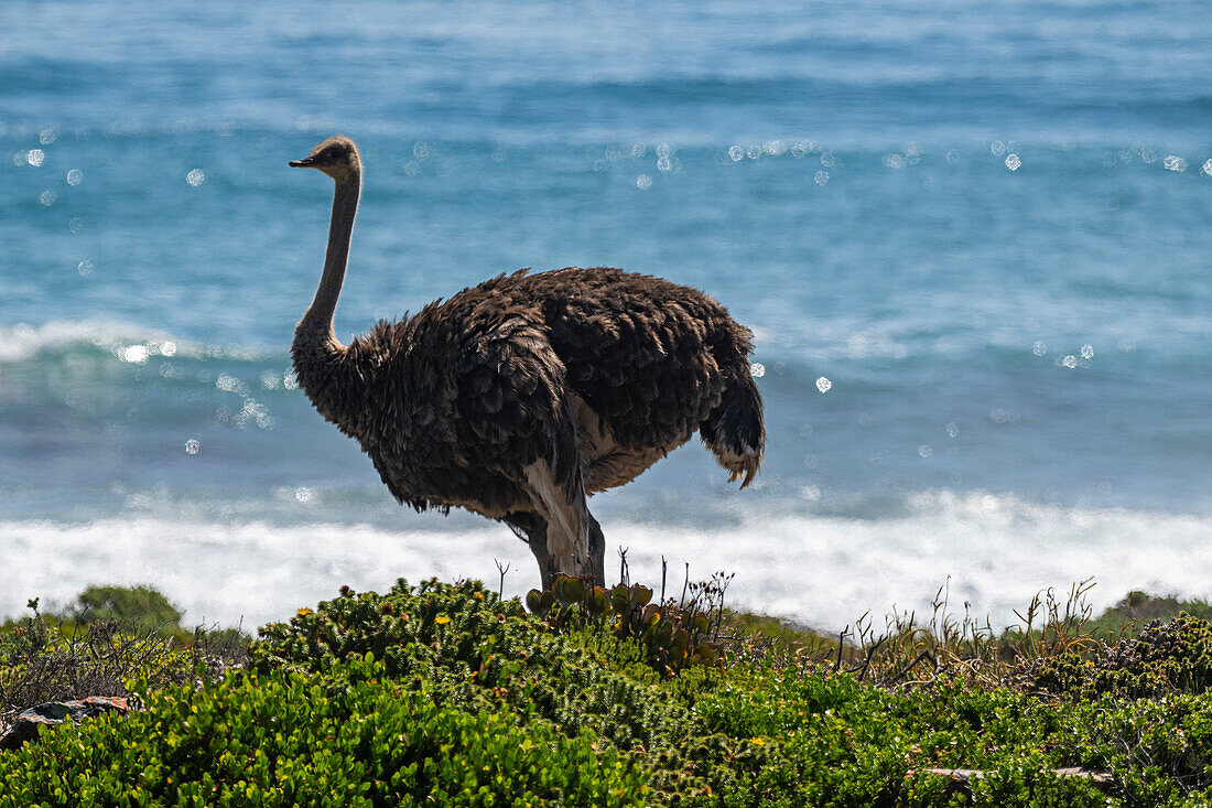 Ostrich in the Cape of Good Hope Nature Reserve, Cape Town, Cape Peninsula, South Africa, Africa