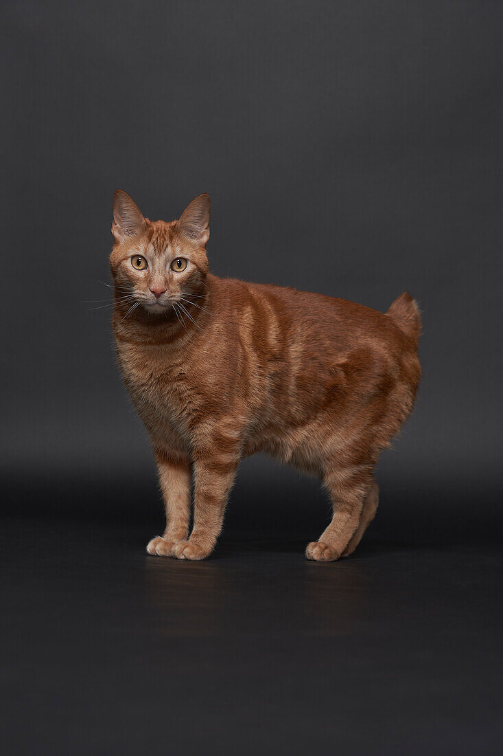 Studio portrait of ginger cat