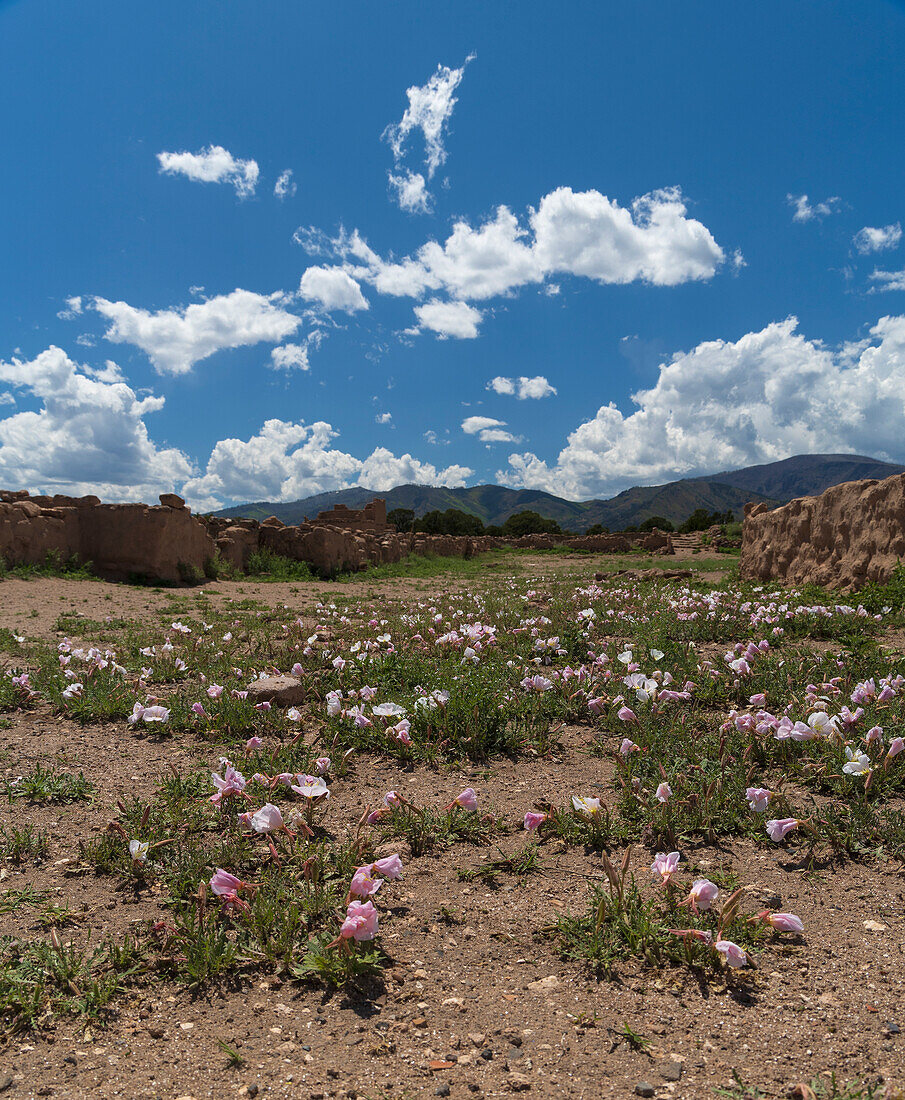 USA, New Mexico, Espanola, Puye Cliffs, Wildflowers near Puye Cliff Dwellings