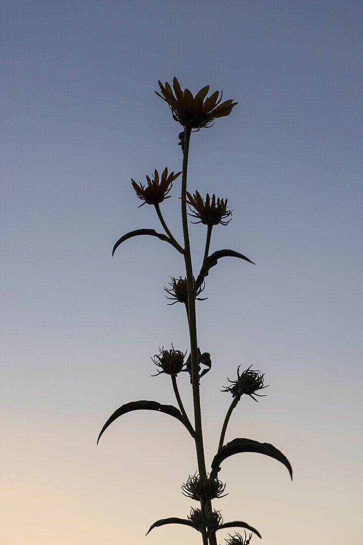 Silhouette of wildflower against sky at sunset