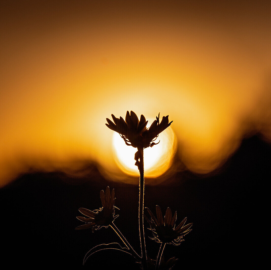 Silhouette einer Wildblume gegen den Himmel bei Sonnenuntergang