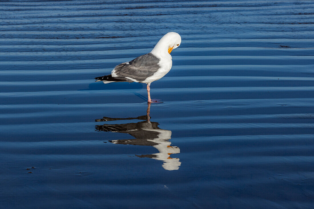 Möwe beim Striegeln im flachen Wasser am Cannon Beach