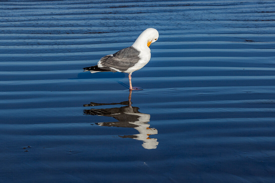Seagull preening in shallow water at Cannon Beach