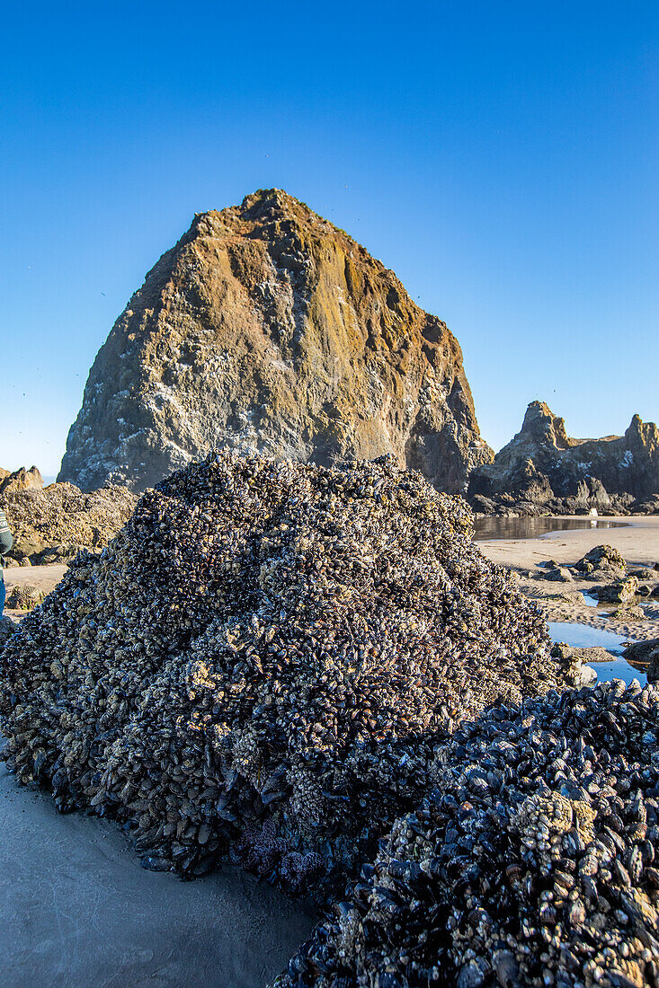 USA, Oregon, Felsformationen in Cannon Beach