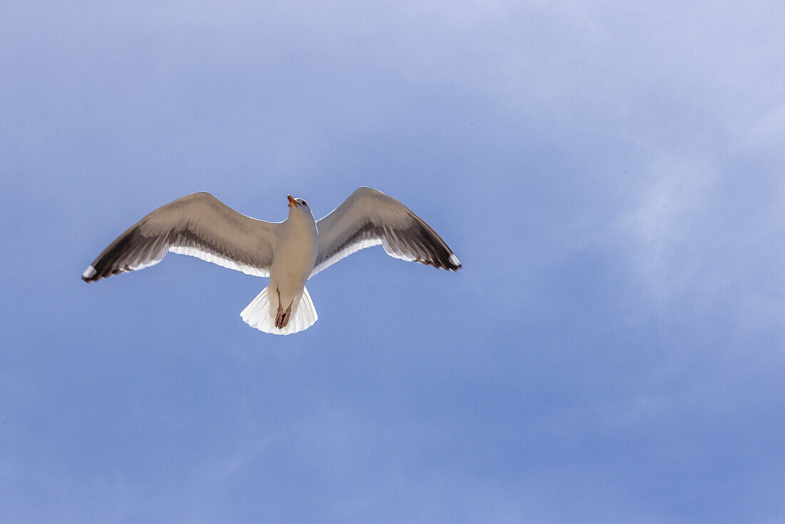 Tiefblick auf eine Möwe im Flug