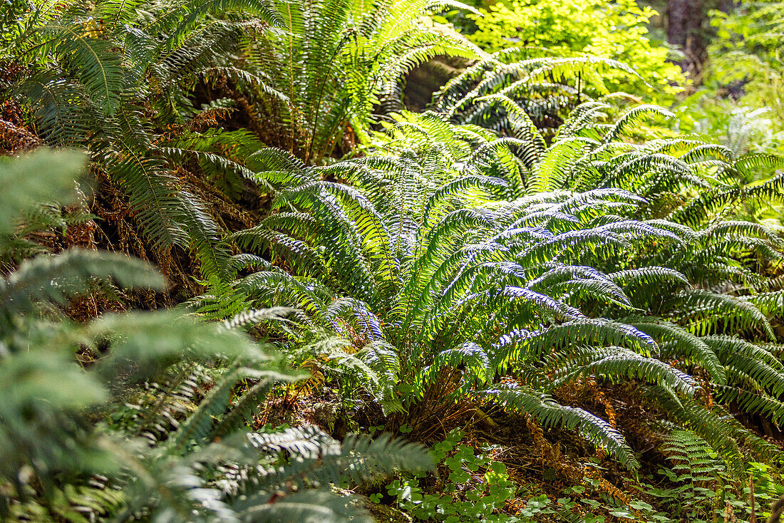 Green fern leaves in forest 