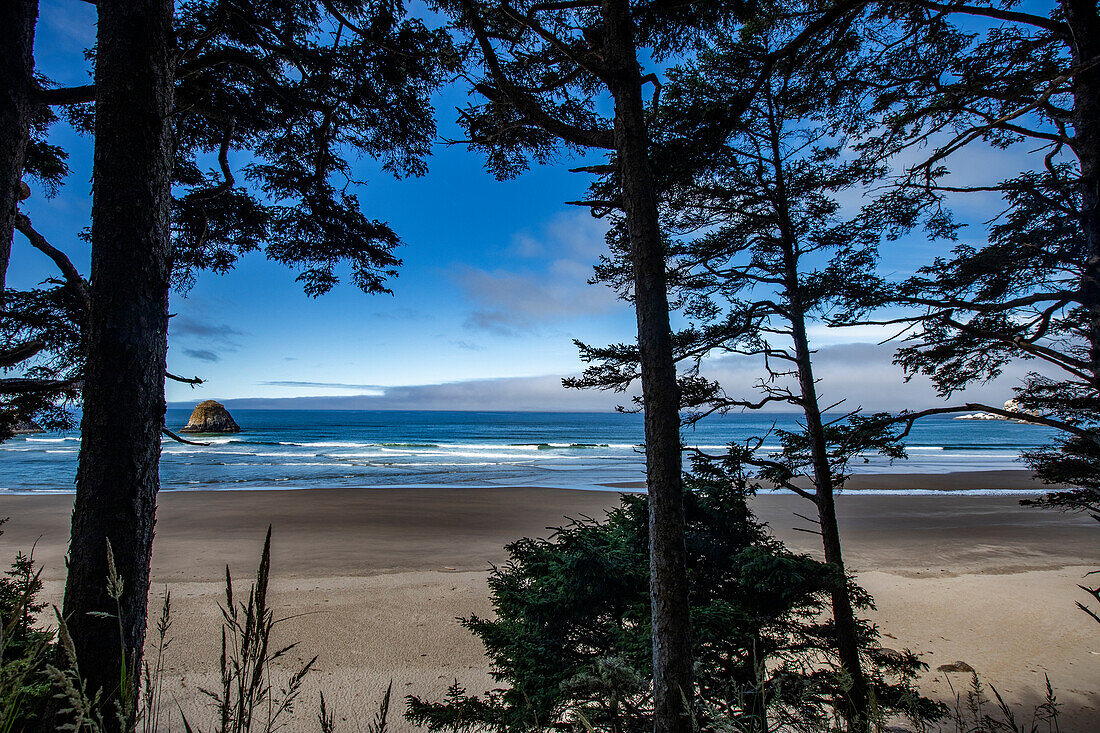 USA, Oregon, Pine trees and rock formation at Cannon Beach 