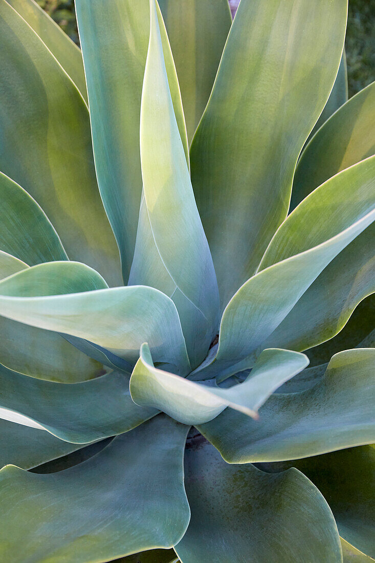 Close-up of green aloe plant