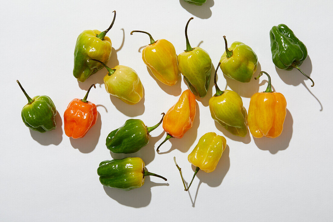 Draufsicht auf Habanero-Paprika auf weißem Hintergrund