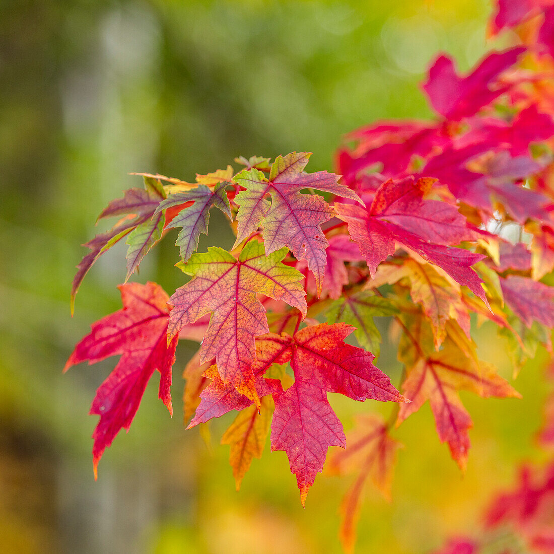 USA, Idaho, Bellevue, Nahaufnahme von roten Ahornblättern im Herbst in der Nähe von Sun Valley