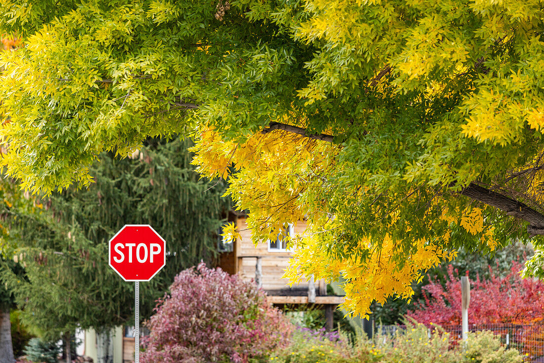 USA, Idaho, Bellevue, Stop sign and trees in Fall near Sun Valley