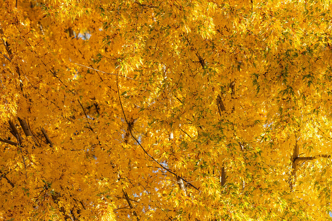 USA, Idaho, Bellevue, Close-up of tree with golden fall leaves