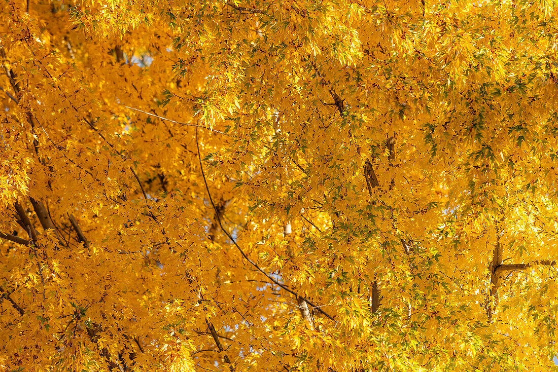 USA, Idaho, Bellevue, Nahaufnahme eines Baumes mit goldenen Herbstblättern
