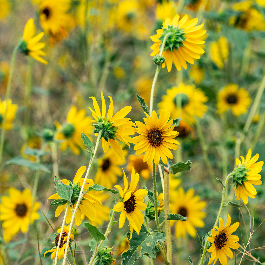 Clump of sunflowers blooming on summer day