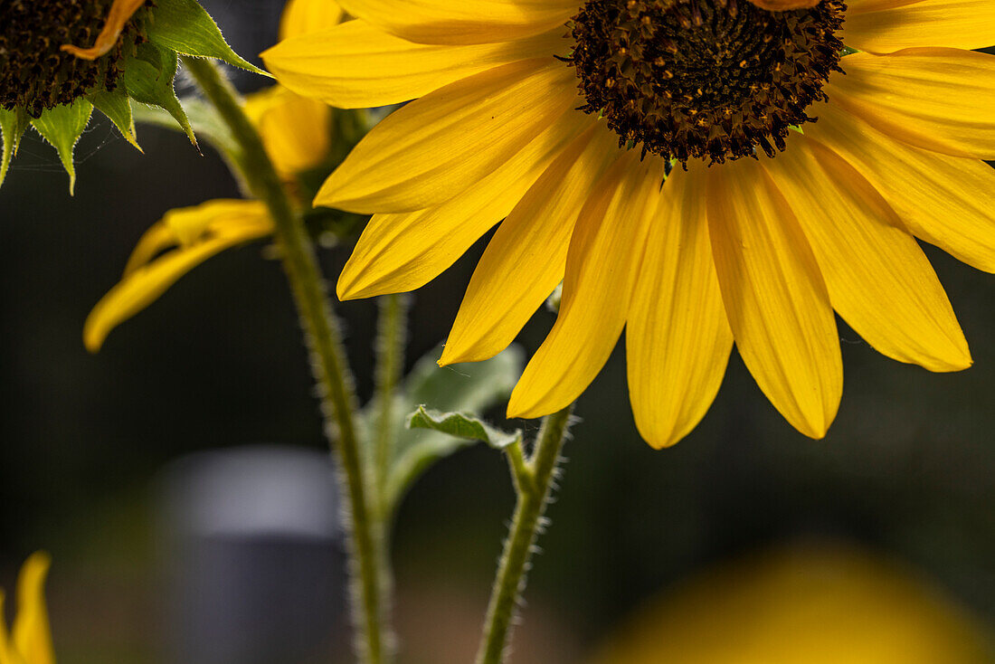 Close up of blooming sunflower on summer day