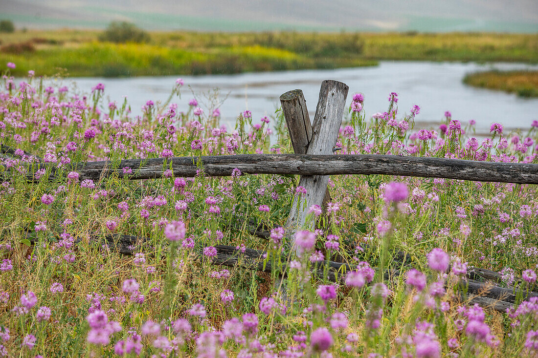 Pink wildflowers and wooden fence along river