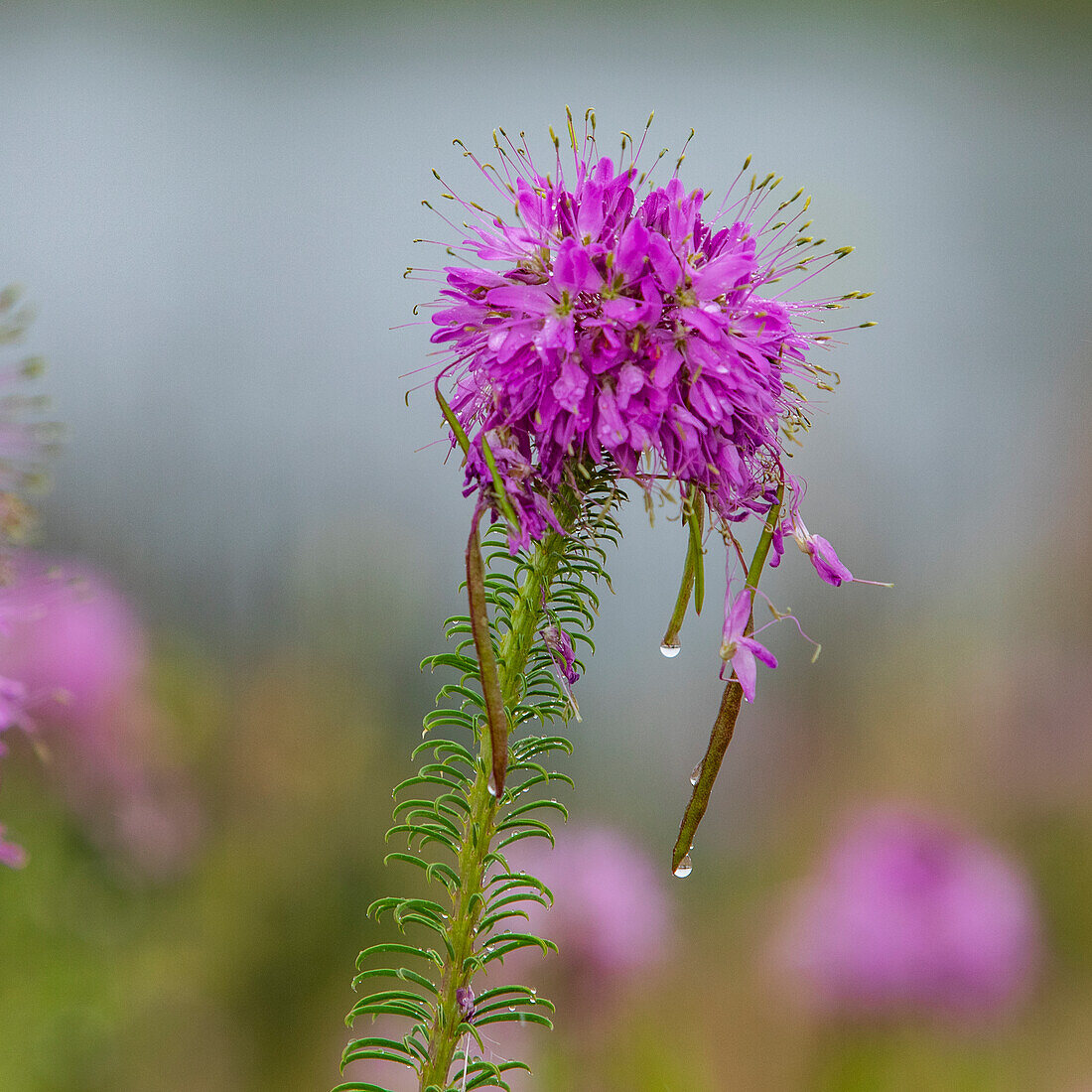 Close-up of pink wildflower on rainy day