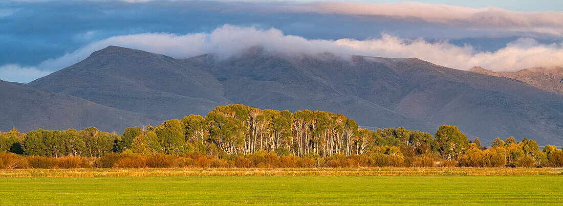 USA, Idaho, Bellevue, Trees in rural landscape with mountains in background