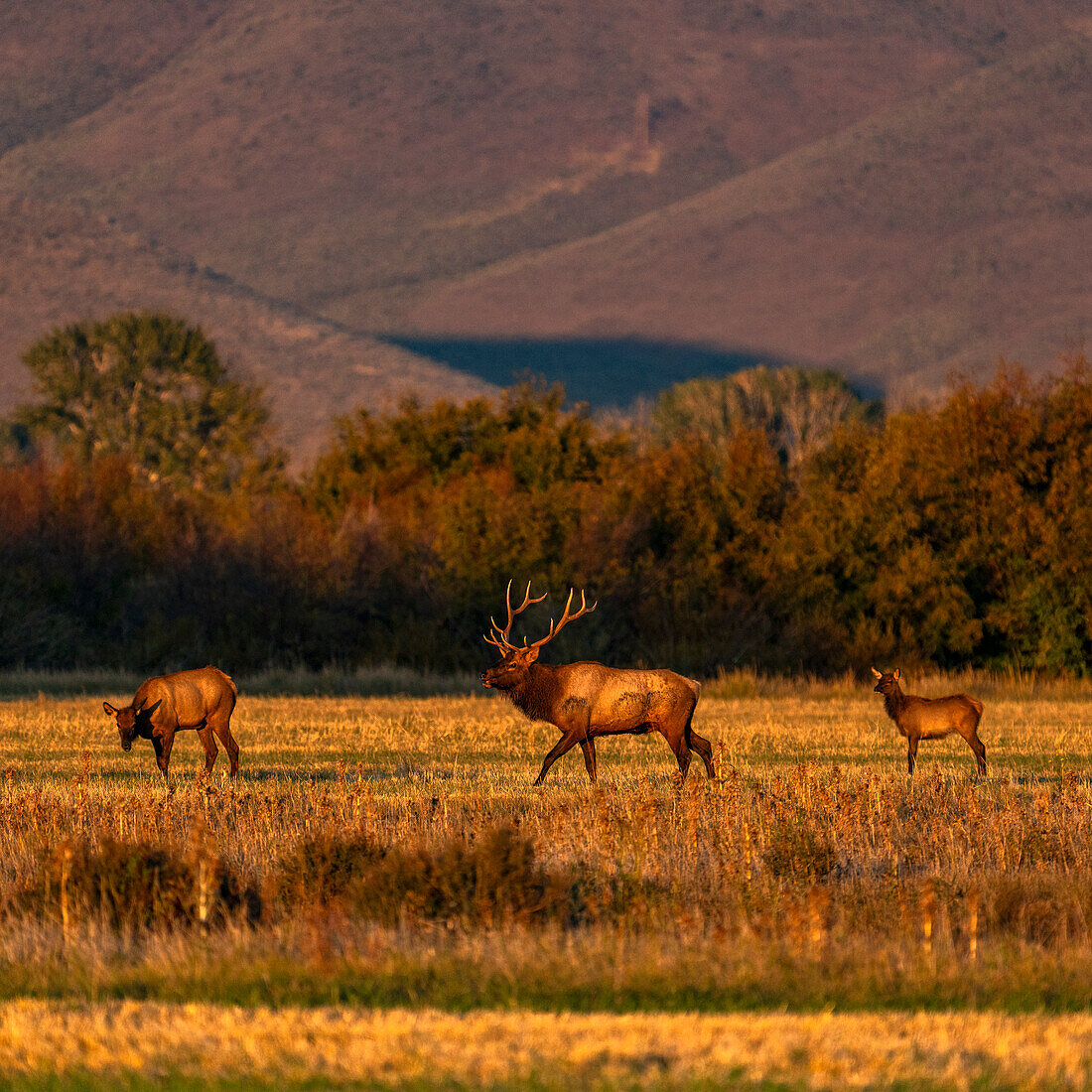 USA, Idaho, Bellevue, Elchherde in ländlicher Landschaft im Herbst