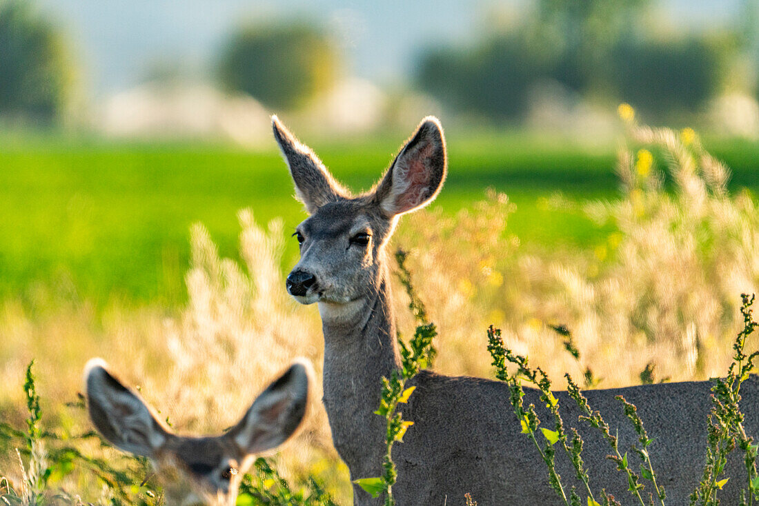 Zwei Hirschkühe auf einem ländlichen Feld