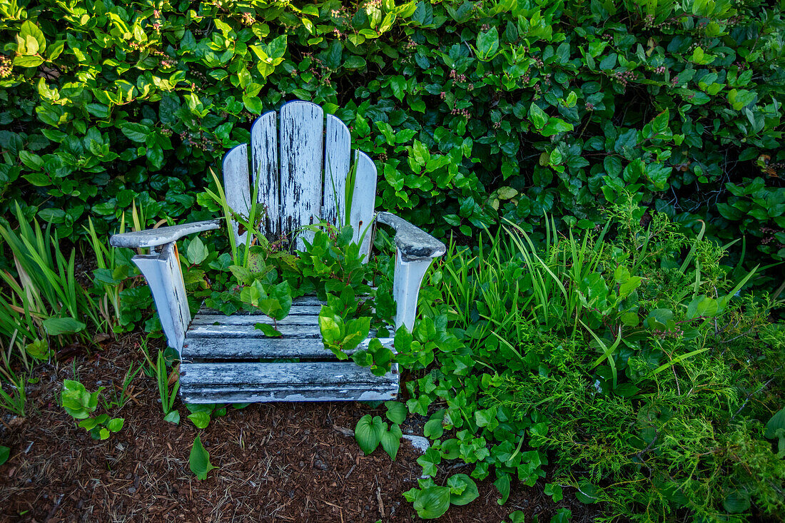 Verwitterter und zugewachsener Adirondack-Stuhl