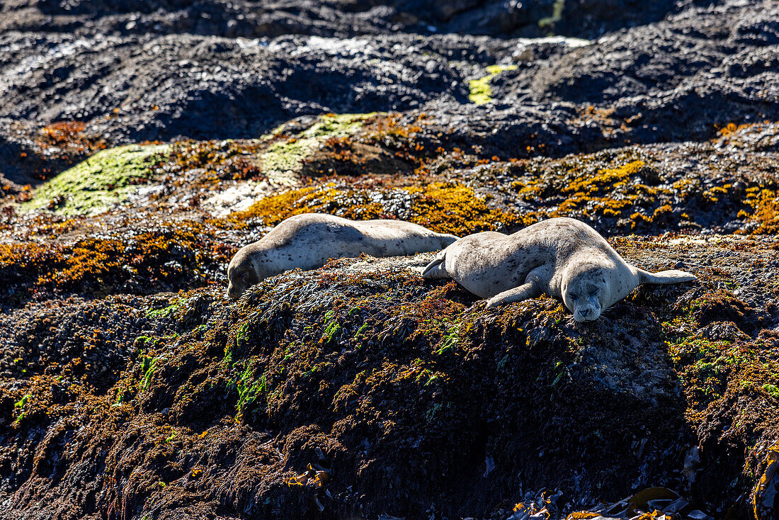 Sea lions rest on rocky headlands 