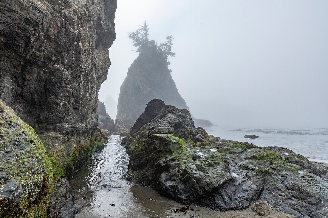 USA, Oregon, Brookings, Rocky coastline on misty day