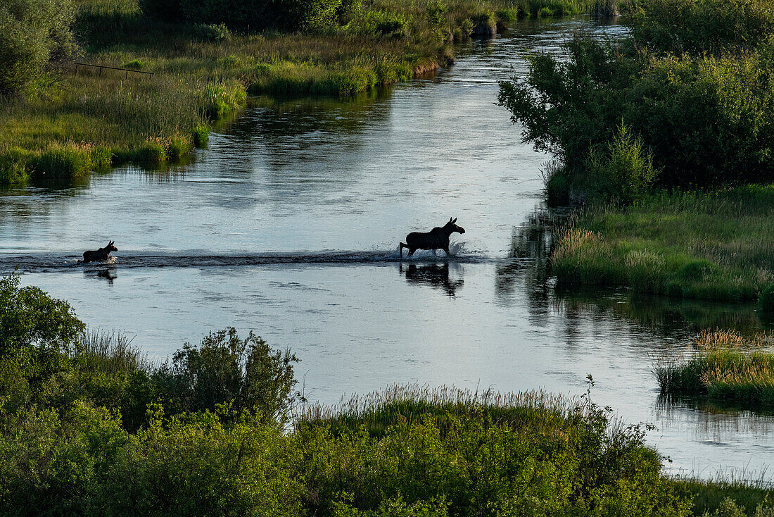 Elchkuh (Alces Alces) führt ihr Kalb über den Fluss