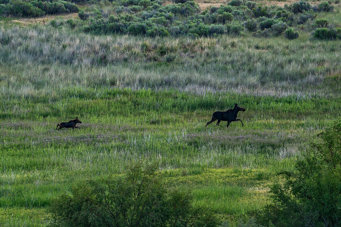 Elchkuh (Alces Alces) und Elchkalb laufen über die Wiese