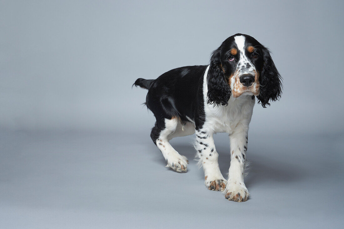 Porträt eines englischen Springer Spaniels vor grauem Hintergrund