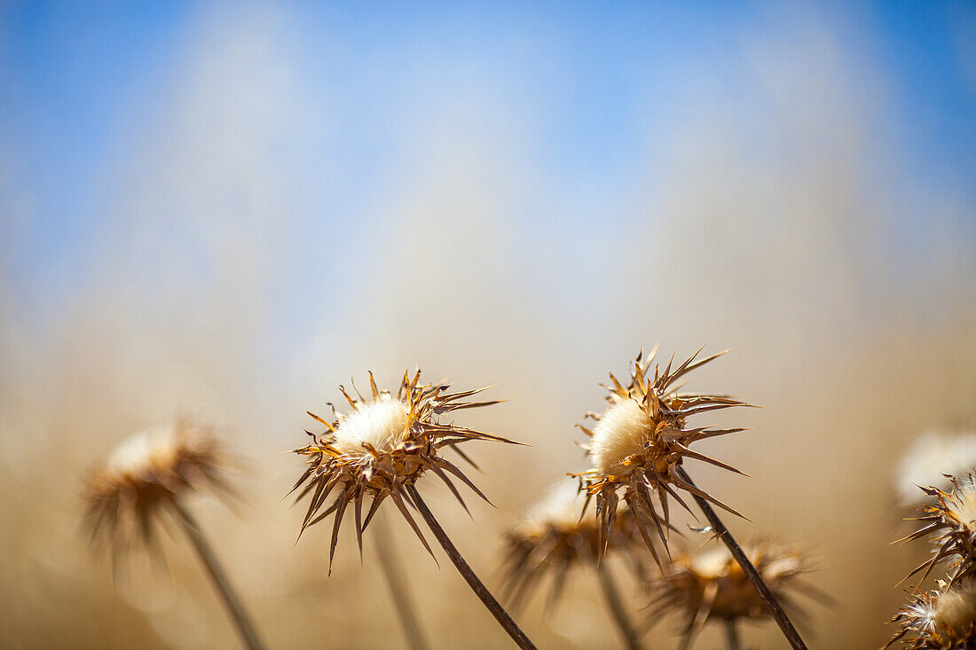 Disteln vor einem blauen Himmel in Andalusien