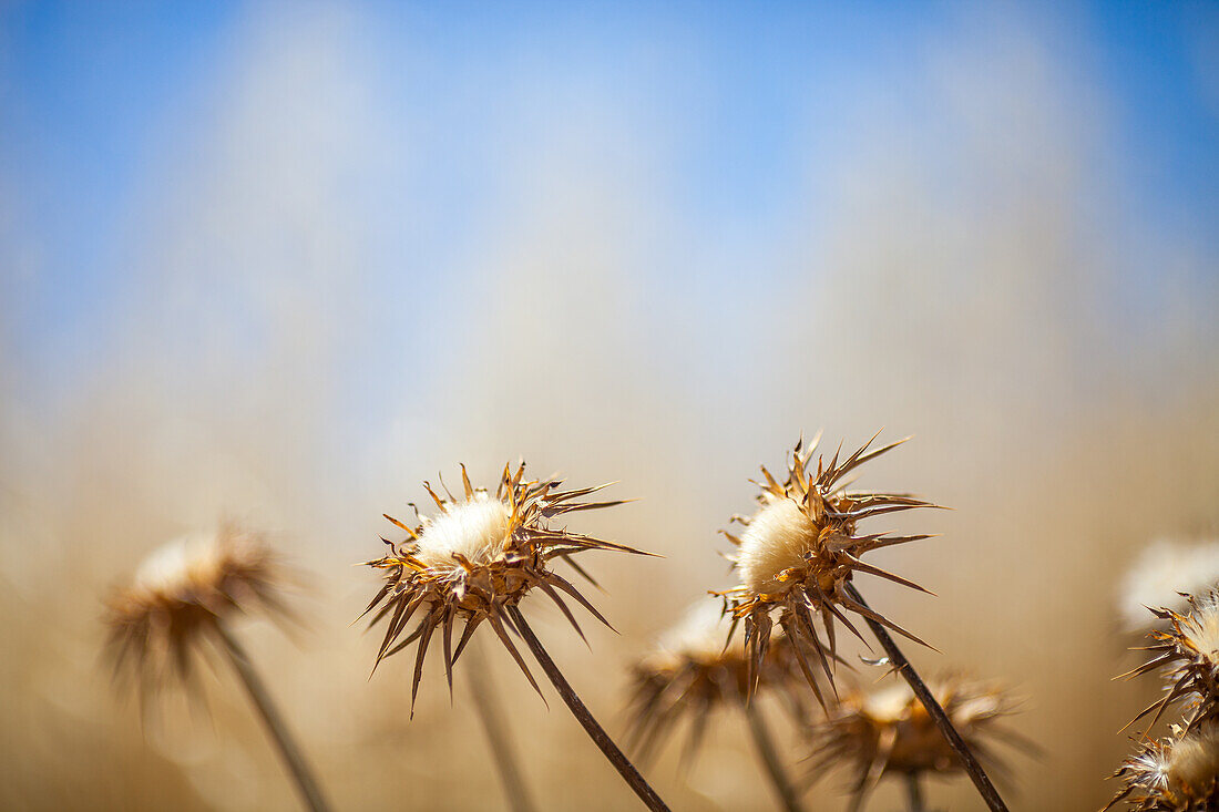 Thistles Against a Blue Sky in Andalucia