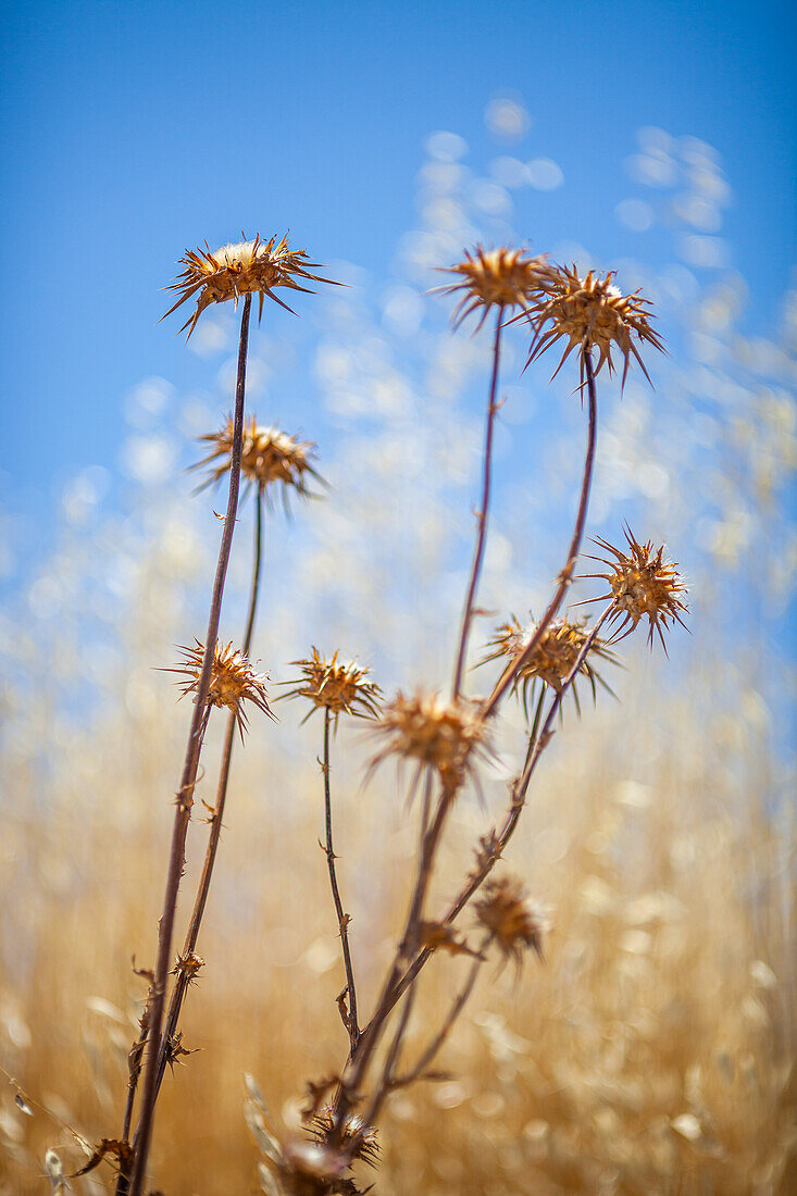 Thistles Against a Blue Sky in Andalucia