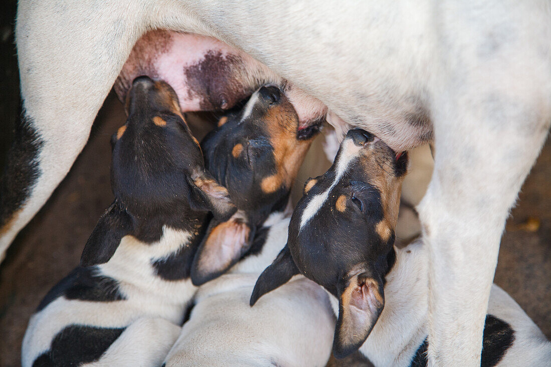 Bodeguero Dog Nursing Puppies in Sevilla