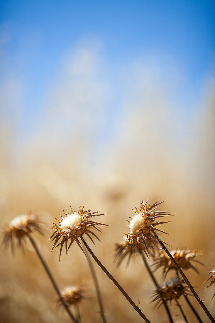 Disteln vor einem blauen Himmel in Andalusien