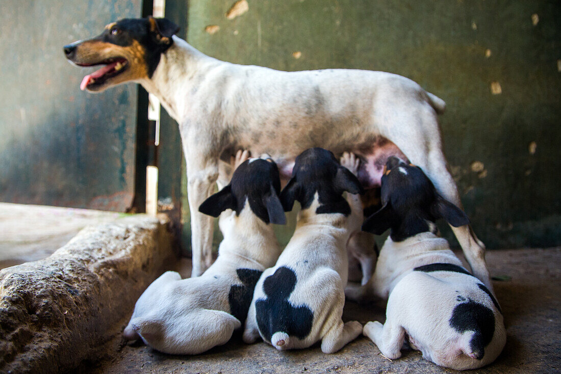 Bodeguero Dog Nursing Puppies in Sevilla