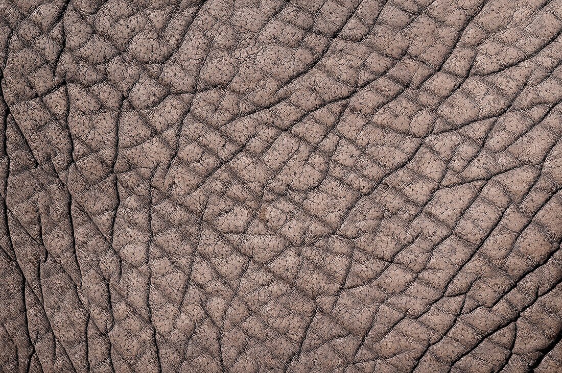 Detail of the skin of an African elephant, Loxodonta Africana. Botswana