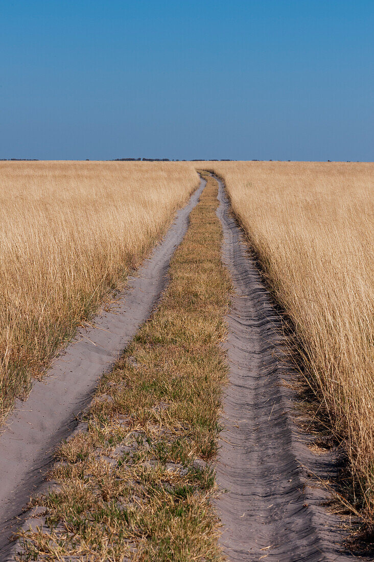 Fahrzeugspuren in sandigem Boden durch eine weite Landschaft mit hohem Gras. Nxai-Pan-Nationalpark, Botsuana.