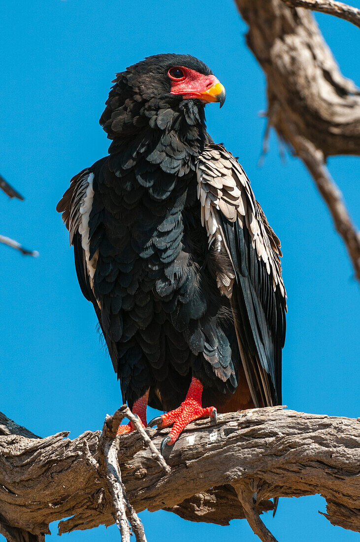 Nahaufnahme eines Gänseadlers, Terathopius ecaudatus, der auf einem abgestorbenen Ast hockt. Khwai-Konzessionsgebiet, Okavango-Delta, Botsuana.