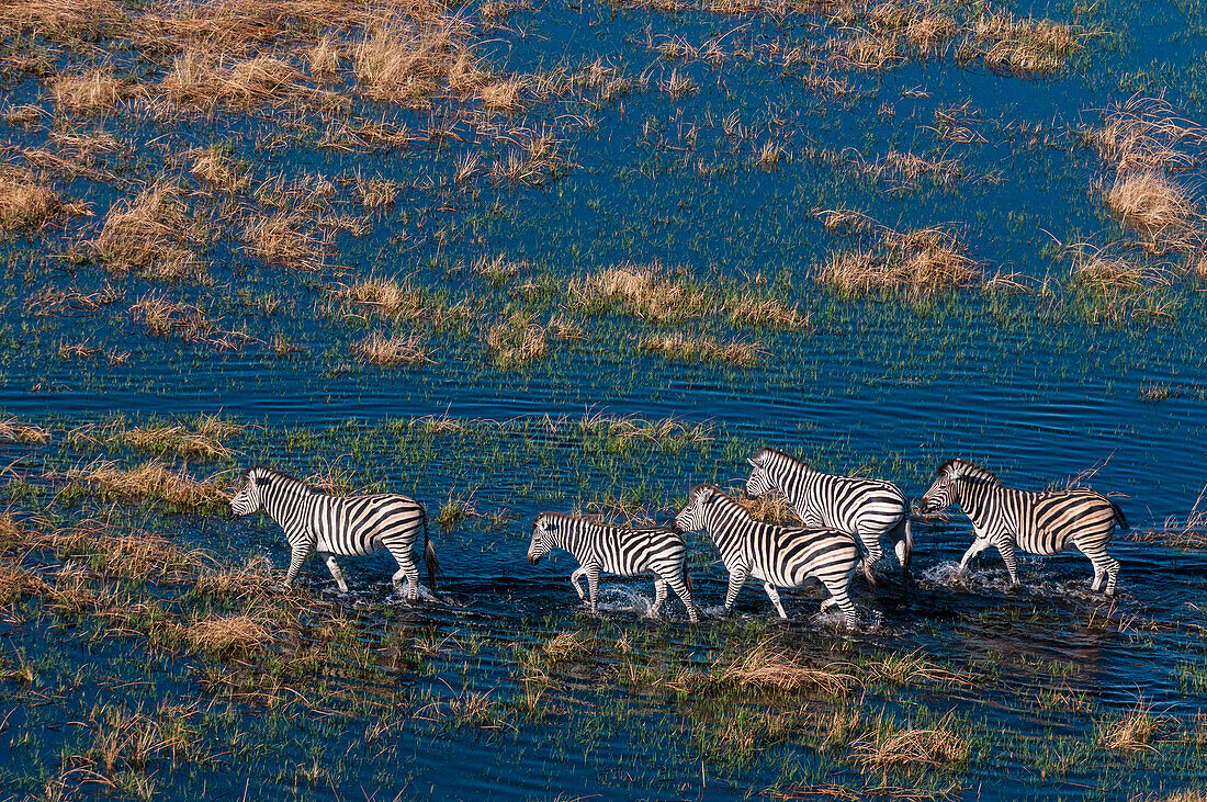 An aerial view of plains zebras, Equus quagga, walking in a flood plain. Okavango Delta, Botswana.