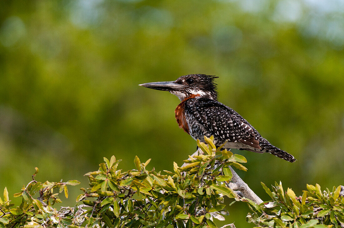 Porträt eines Rieseneisvogels, Megaceryle maximus, der in einem Busch hockt. Chobe-Nationalpark, Botsuana.