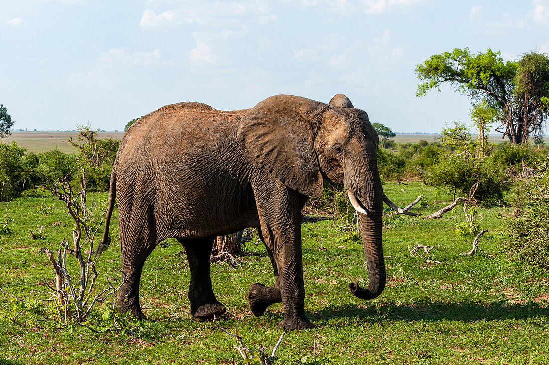 An African elephant, Loxodonta Africana, glancing at the photographer as it walks by. Chobe National Park, Botswana.