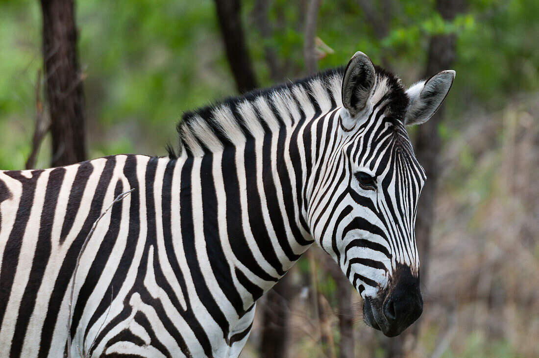 Close-up portrait of a plains or Burchell's zebra, Equus burchellii. Khwai Concession Area, Okavango, Botswana.