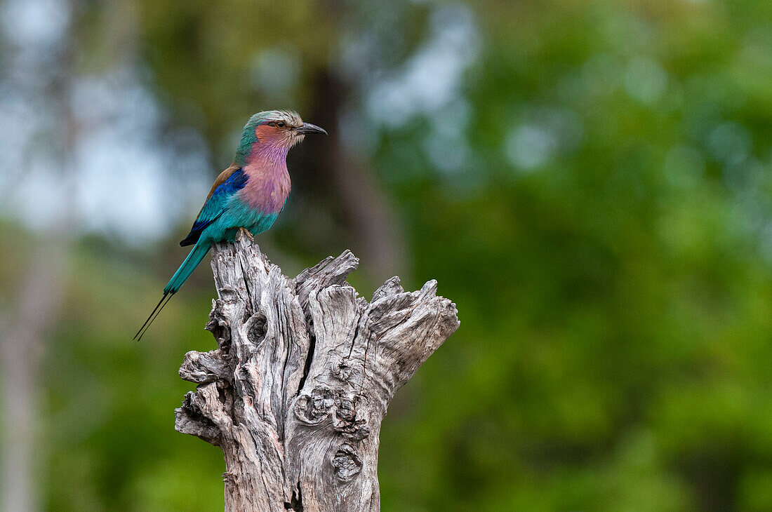 A lilac-breasted roller, Coracias caudata, perches on a tree branch. Khwai Concession, Okavango Delta, Botswana.